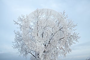 winter wonderland hoar frost covered trees in north dakota