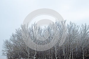 winter wonderland hoar frost covered trees in north dakota