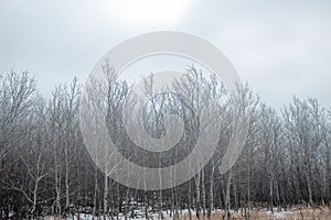 winter wonderland hoar frost covered trees in north dakota