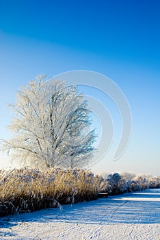 Winter wonderland in Holland