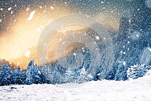 winter wonderland - Christmas background with snowy fir trees in