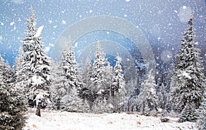 winter wonderland - Christmas background with snowy fir trees in