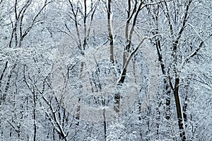 Winter Wonderland - Illinois