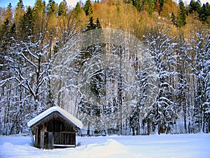Winter Wonderland Landscape