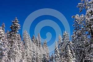 Winter wonderland landscape with pine and fir trees covered in snow