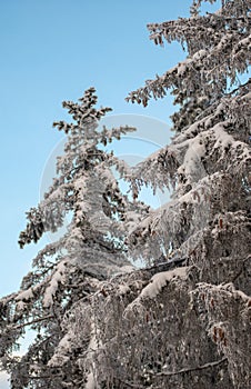 Winter Wonderland: Majestic Pine Trees Covered in Snow Against a Blue Sky