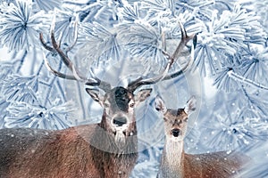 Winter wonderland. Noble deer family in winter snow forest.
