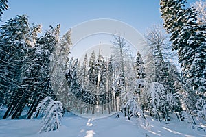 Winter wonderland panorama, pine trees covered with snow