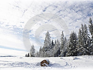 Winter wonderland snow background