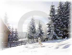 Winter wonderland snow. Dog playing in snow