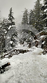 Winter Wonderland / Snowcapped Forest road/ Snowcovered path admist forest/ snowfall landscape