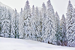 Winter wonderland with snowy trees and mountains