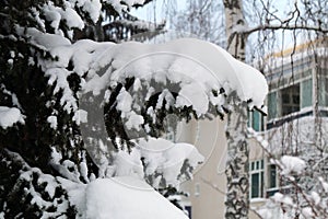 Winter Wonderland Spruce Tree from Lake Valkeinen, Kuopio, Finland