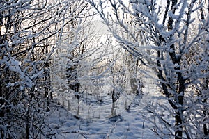 Winter wonderland sunset view of frozen trees scenery panoramic wide nature background scene