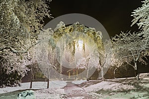 Winter wonderland. Trees covered in snow, night city lights shining through. Ideal picture that brings up holiday spirit