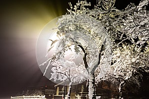 Winter wonderland. Trees covered in snow, night city lights shining through. Ideal picture that brings up holiday spirit