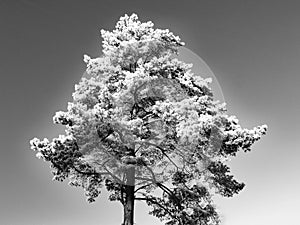 Winter wonderland with a white , snowed pine