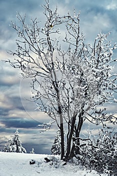 Winter wonderworld on the GroÃŸer Feldberg in Taunus / Germany