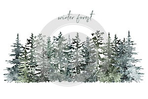 Winter forest background with pine and spruce trees on white backdrop. Christmas and New Year template