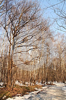 Winter wood