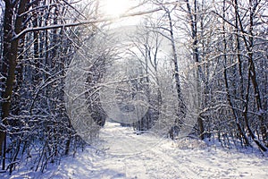 Winter wood road tunel