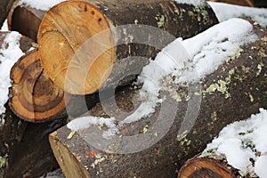 Winter Wood with snow on it