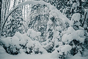 Winter wood. Trees covered by snow. Toning