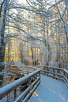 Winter wooden path bridge in swedish woods. Snowy day in scandinavian forest. Bright winter day. Nature wallpaper. Photo with tr
