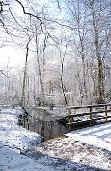 Winter woodland photo