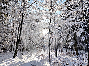 Winter in woodland on dreamlike sunny December day