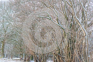 Winter woodland hedgerow scene