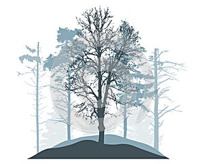 Winter woodland, silhouette of snowy fir trees, pine, poplar. Beautiful nature, landscape. Vector illustration