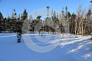 Winter woodlands photo