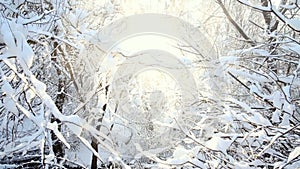 Winter woods background, branches covered with snow in the sun