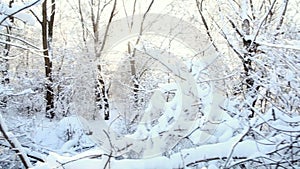 Winter woods background, branches covered with snow in the sun