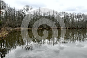 Winter Woods and Lake