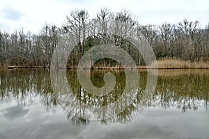 Winter Woods and Lake