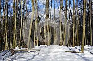 Winter Woods Near Valentins  Italy