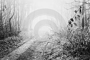 Winter woods scenery over the Ticino riverbanks