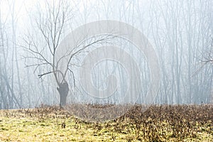 Winter woods scenery over the Ticino riverbanks