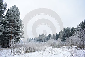 The winter woods through the snowy curtain. Trees in the snow and haze. Winter forest frost fog. Trunks of trees with branches