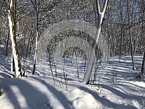 Winter in the woods during sunny day, snow shining.