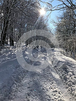 Winter in the woods during sunny day, snow shining.