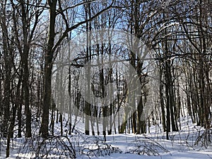 Winter in the woods during sunny day, snow shining.