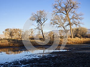 Winter woods in western Colorado in late afternoon