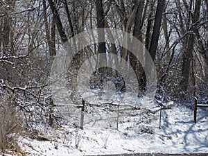 Winter woods in western Colorado after a snow storm