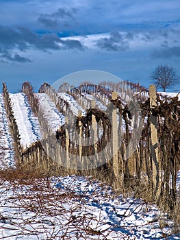 Winter work in vineyard