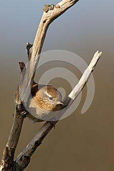 Winter Wren