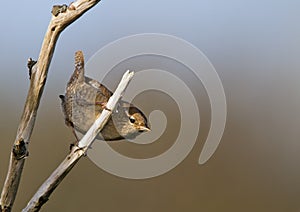 Winter Wren