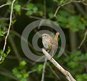 Winter Wren